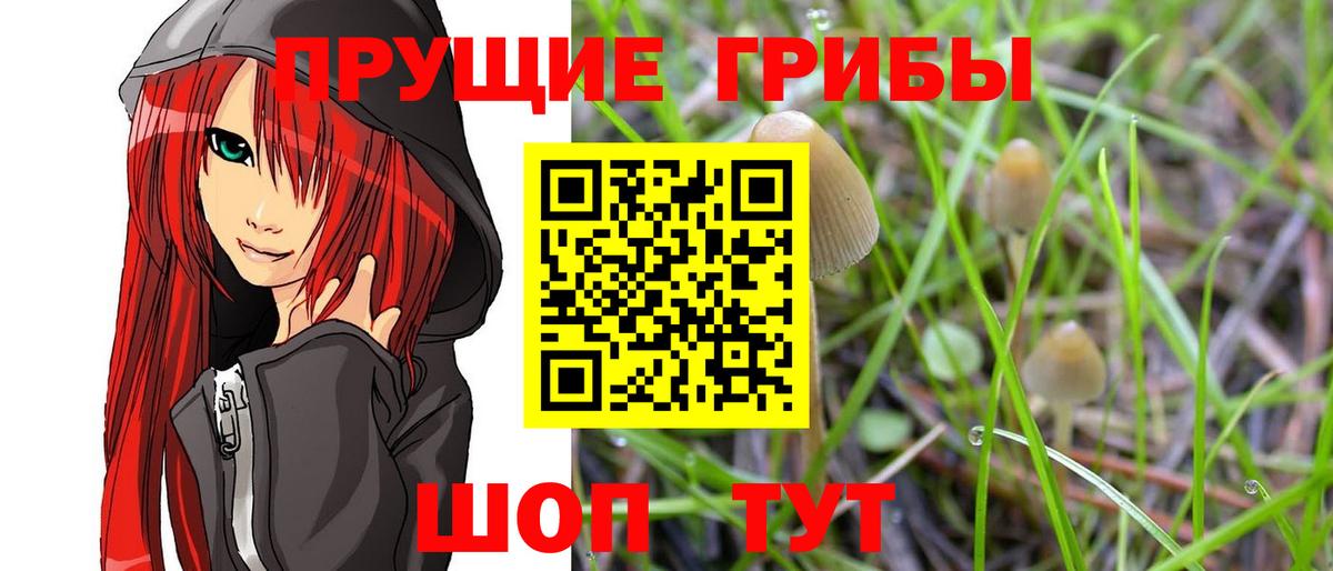 Псилоцибиновые грибы Psilocybine cubensis Мытищи